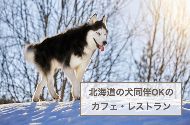 北海道の犬同伴OKのカフェ・レストランおすすめ5選！