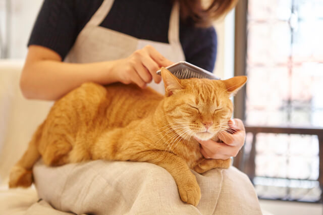 猫カフェで猫を膝に乗せる人