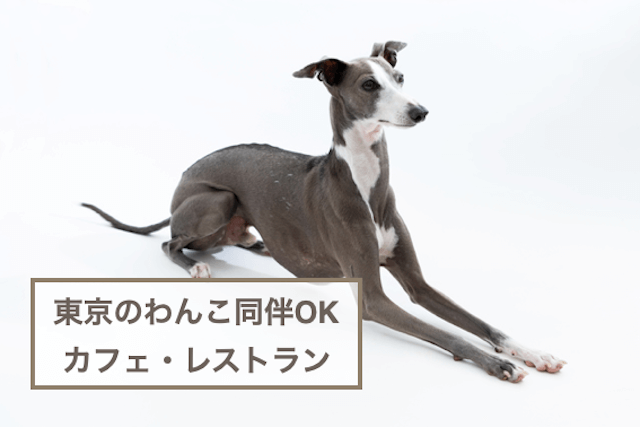 東京のわんこ同伴OKのカフェ・レストラン5選！愛犬とのおでかけに