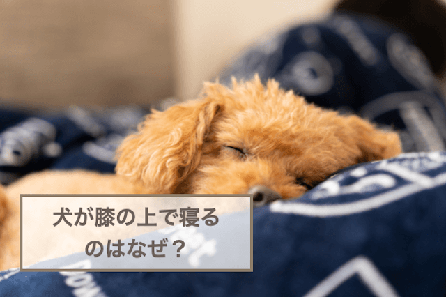 犬が膝の上で寝るのはなぜ？心理や初対面の人に乗る時の心理