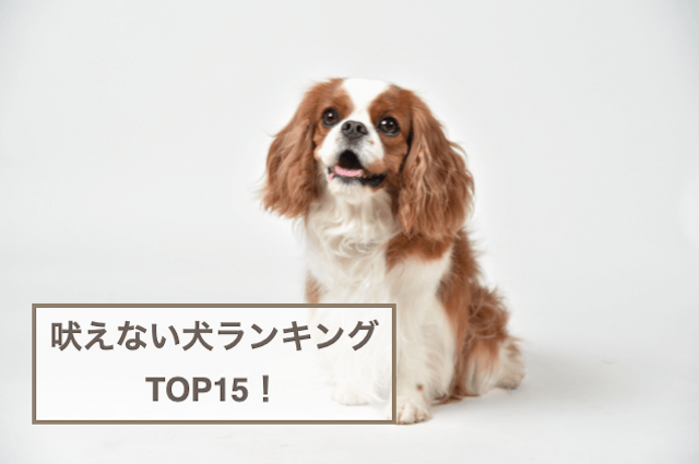 吠えない犬ランキングTOP15！吠える犬も紹介