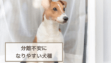 分離不安になりやすい犬種！ならないためのトレーニング方法