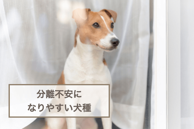 分離不安になりやすい犬種！ならないためのトレーニング方法