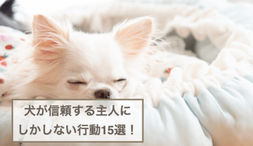 犬が信頼する主人にしかしない行動15選！信頼される方法も解説