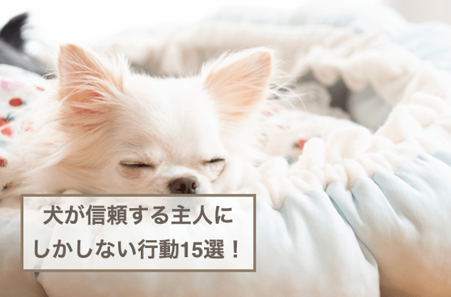 犬が信頼する主人にしかしない行動15選！信頼される方法も解説