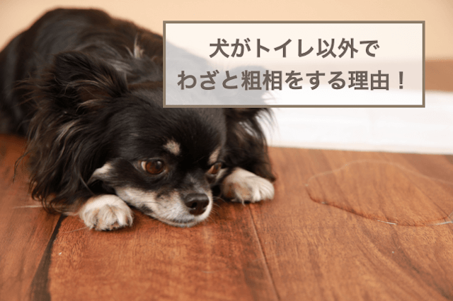 犬がトイレ以外でわざと粗相をする理由！対処法も解説