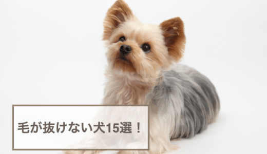 毛が抜けない犬15選！小型・中型・大型犬のサイズごとに紹介