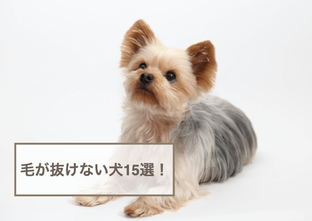 毛が抜けない犬15選！小型・中型・大型犬のサイズごとに紹介