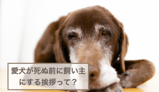 愛犬が死ぬ前に飼い主にする挨拶って？亡くなる前に見られる症状