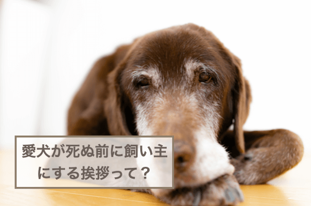 愛犬が死ぬ前に飼い主にする挨拶って？亡くなる前に見られる症状