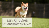 「しばけん」と「しばいぬ」どっちの読み方が正しい？柴犬の読み仮名