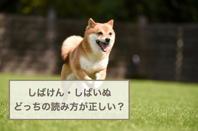 「しばけん」と「しばいぬ」どっちの読み方が正しい？柴犬の読み仮名