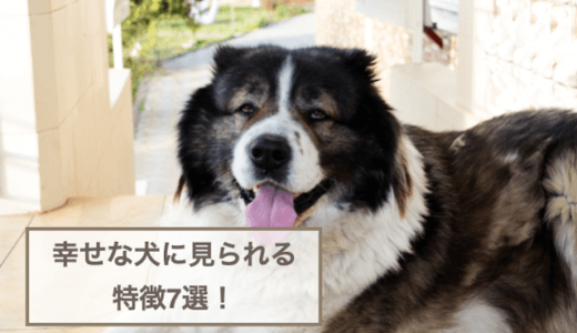 幸せな犬に見られる特徴7選！幸せサインを解説