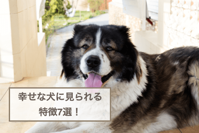 幸せな犬に見られる特徴7選！幸せサインを解説