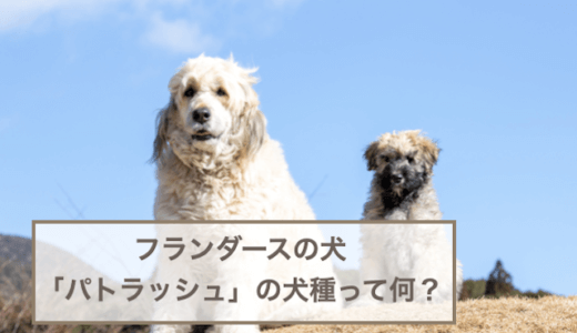 フランダースの犬「パトラッシュ」の犬種って何？セントバーナード？