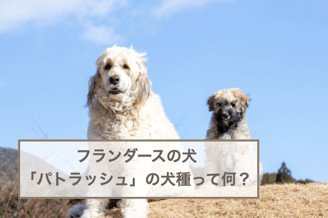 フランダースの犬「パトラッシュ」の犬種って何？セントバーナード？