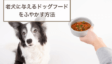 老犬(シニア犬)に与えるドッグフードをふやかす方法！注意点も解説