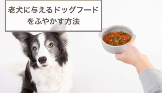 老犬(シニア犬)に与えるドッグフードをふやかす方法！注意点も解説