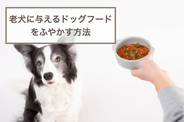 老犬(シニア犬)に与えるドッグフードをふやかす方法！注意点も解説