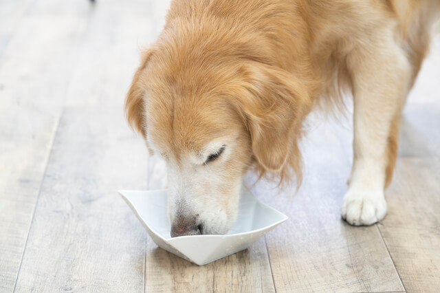 ご飯を食べるゴールデンレトリバー