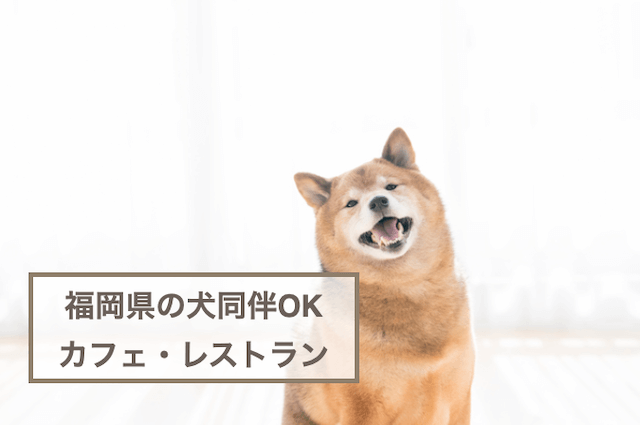 福岡県の犬同伴OKのカフェ・レストラン5選！愛犬とのおでかけに