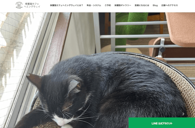 保護猫カフェ ヘミングウェイ