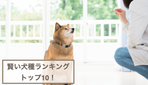 賢い犬種ランキングトップ10！犬の知能についてもご紹介！