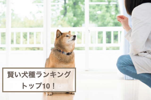 賢い犬種ランキングトップ10！犬の知能についてもご紹介！