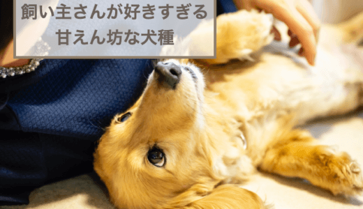 甘えん坊な犬種11選！飼い主が好きすぎる犬種をご紹介！