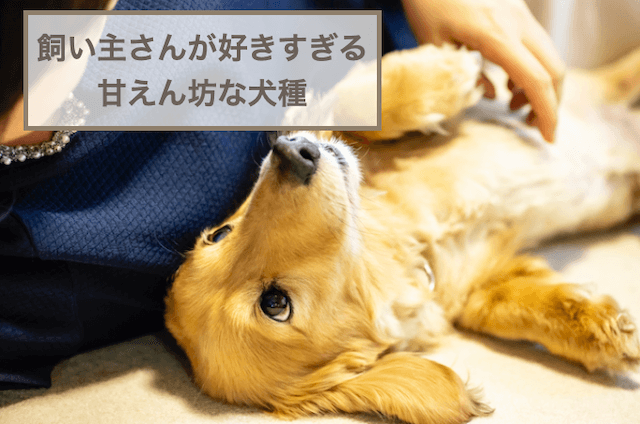 甘えん坊な犬種11選！飼い主が好きすぎる犬種をご紹介！