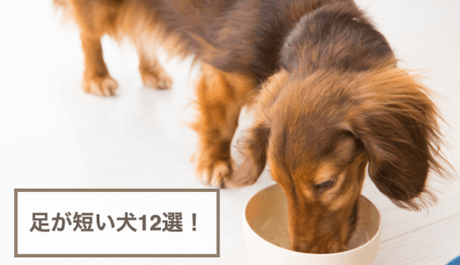 足が短い犬の種類12選！短足でかわいい犬をご紹介！