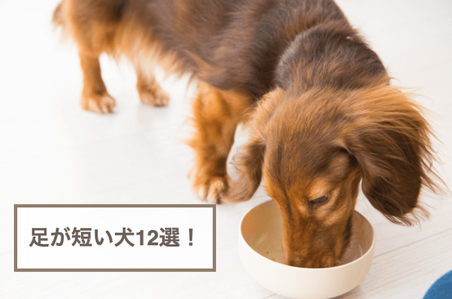 足が短い犬の種類12選！短足でかわいい犬をご紹介！