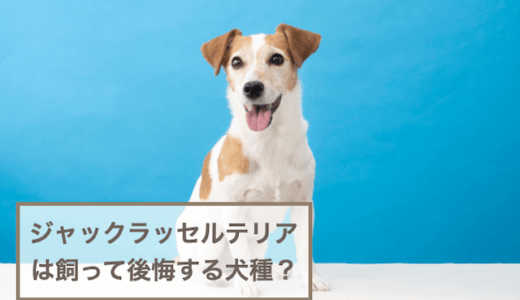 ジャックラッセルテリアは飼って後悔する犬種？手に負えないの？デメリットは？