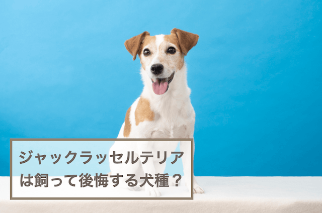 ジャックラッセルテリアは飼って後悔する犬種？手に負えないの？デメリットは？