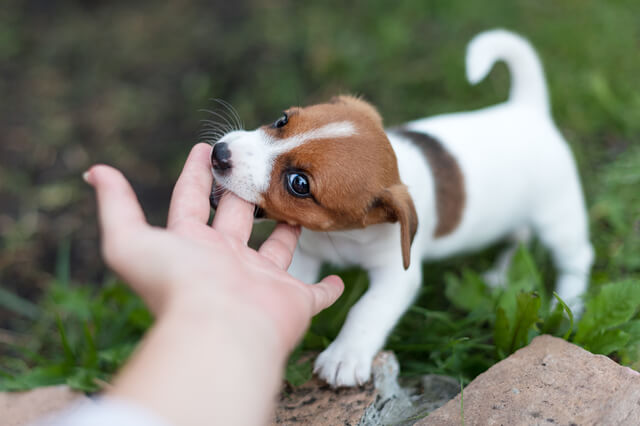 ジャックラッセルテリア子犬