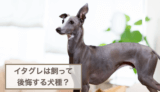 イタグレは飼って後悔する犬種？飼いにくいの？デメリットは？