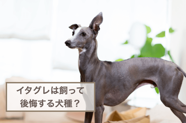 イタグレは飼って後悔する犬種？飼いにくいの？デメリットは？