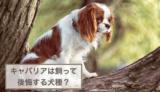 キャバリアは飼って後悔する犬種？飼うのは大変なの？デメリットは？