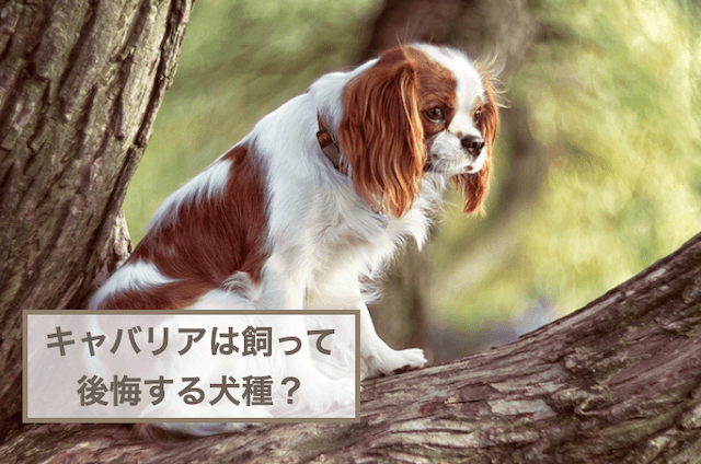 キャバリアは飼って後悔する犬種？飼うのは大変なの？デメリットは？