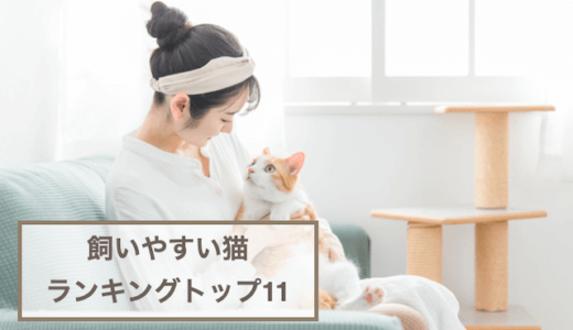 飼いやすい猫ランキングトップ11！種類ごとの特徴をご紹介