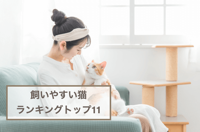 飼いやすい猫ランキングトップ11！種類ごとの特徴をご紹介