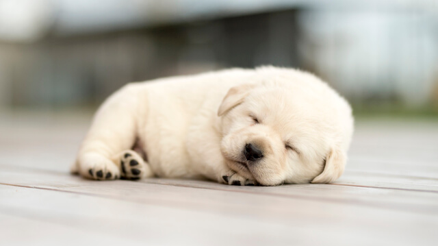 寝ている白い子犬