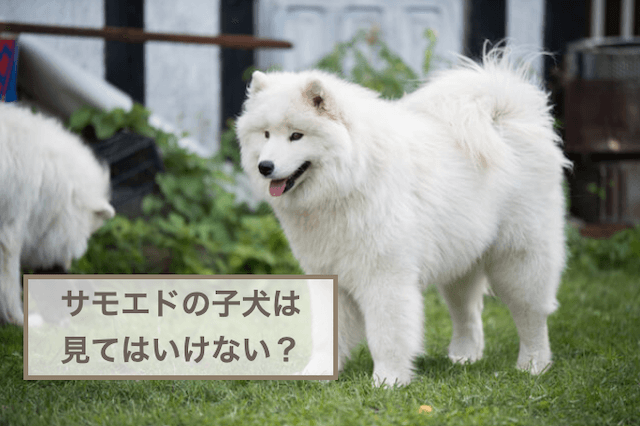 サモエドの子犬を見てはいけないのはなぜ？理由やサモエドの特徴など