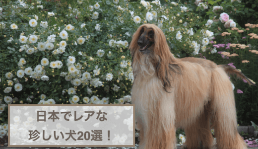 珍しい犬20選！日本でレアなワンちゃんを小型犬と中・大型犬に分けてご紹介！