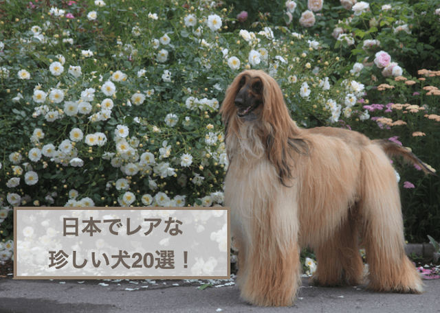 珍しい犬20選！日本でレアなワンちゃんを小型犬と中・大型犬に分けてご紹介！