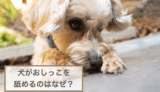 犬がおしっこを舐めるのはなぜ？原因や対策などをご紹介