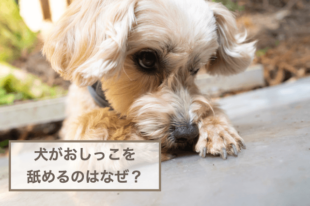 犬がおしっこを舐めるのはなぜ？原因や対策などをご紹介