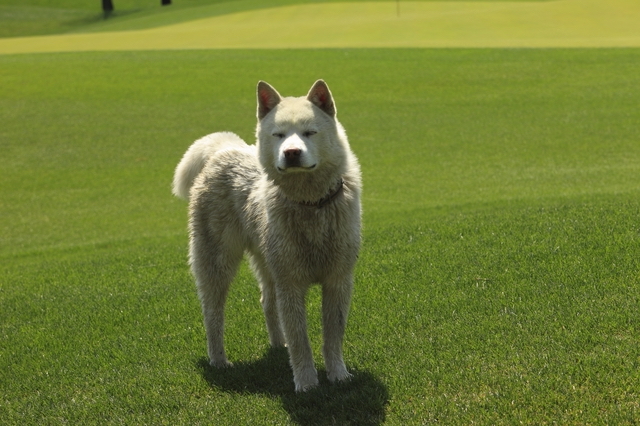 珍島犬ってどんな犬なの？