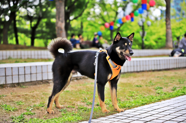 珍島犬の外見は？