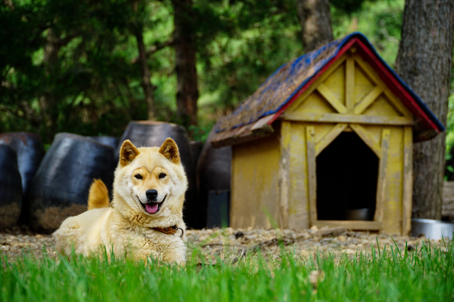 珍島犬は日本のペットショップでは買えない